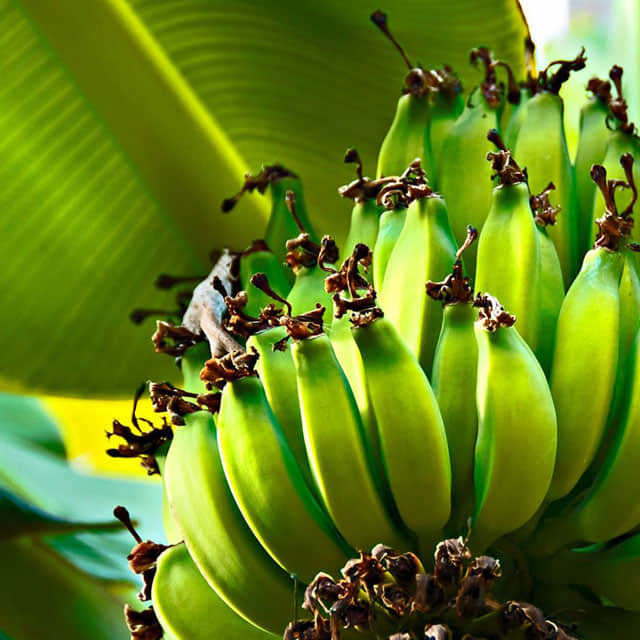 Musa
