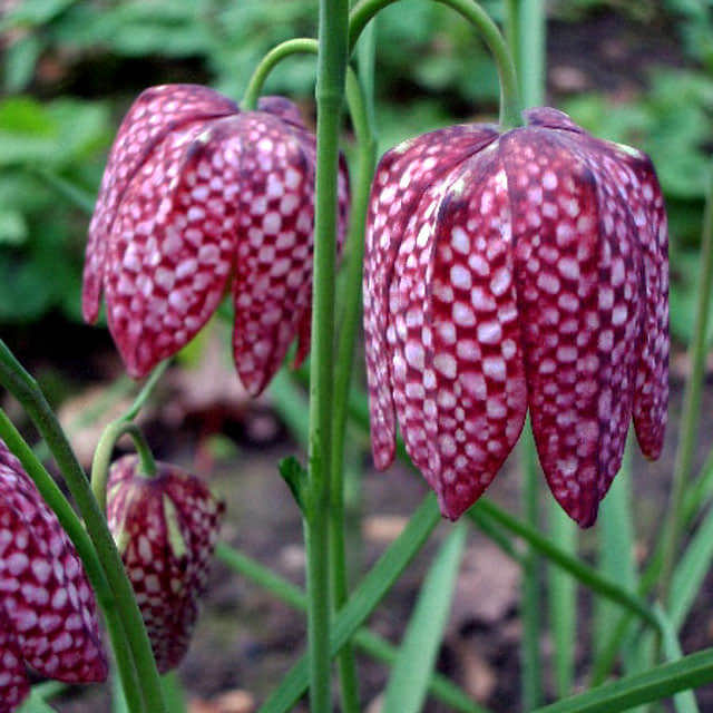 Fritillaria meleagris