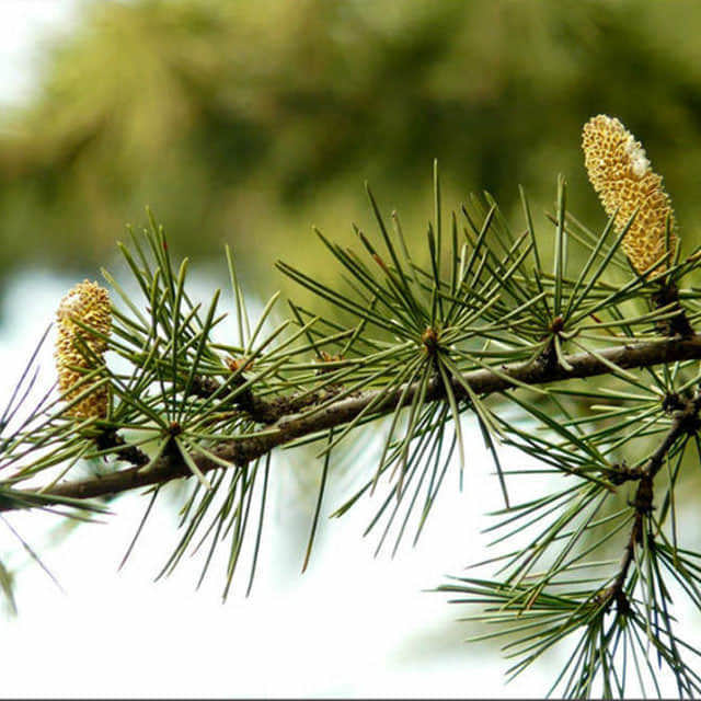 Cedrus deodara