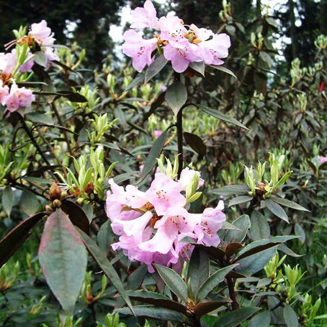 Rhododendron rubiginosum Fine Webbing