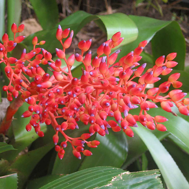 Aechmea fulgens