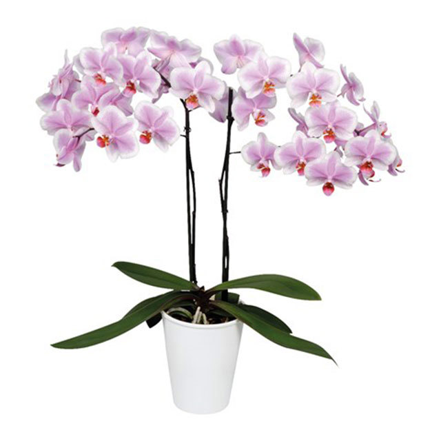 Phalaenopsis Amsterdam Sudden Leaf Drop