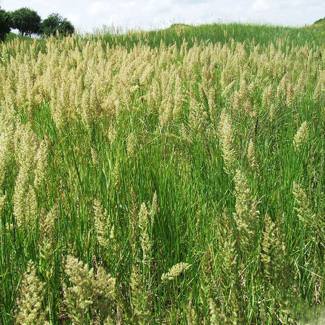 Calamagrostis epigejos