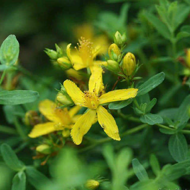 Hypericum perforatum