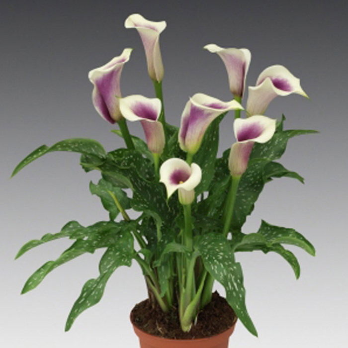 Zantedeschia Picasso
