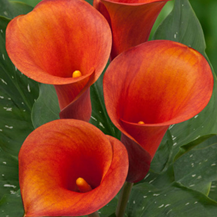 Zantedeschia Captain Odeon White Powder