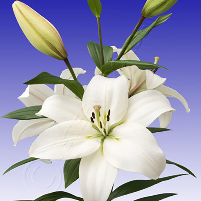 Lilium hybrid Litouwen White Powder