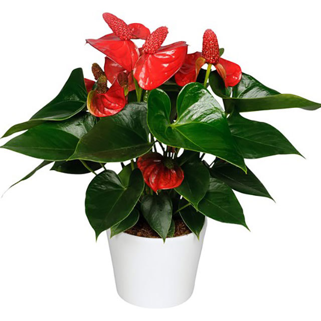 Anthurium andraeanum Sierra Magic