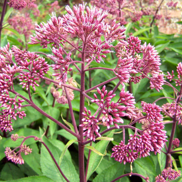 Eupatorium purpureum
