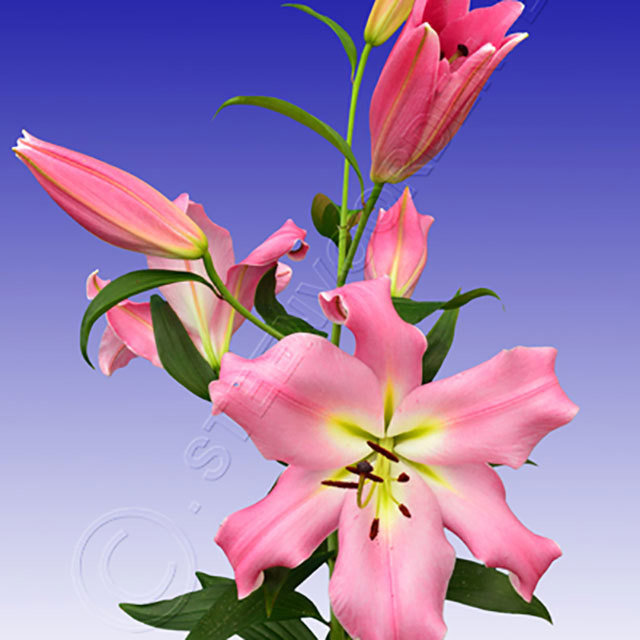 Lilium OT Trudy Sudden Leaf Drop