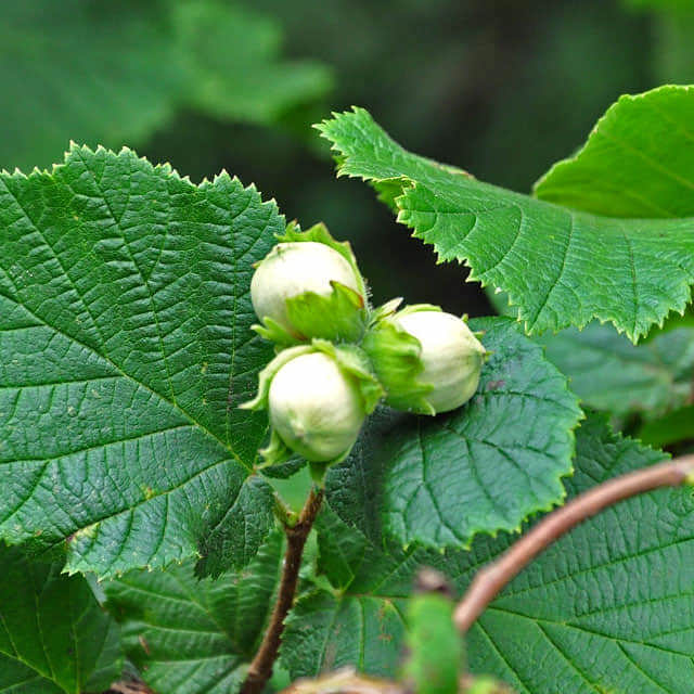 Corylus avellana