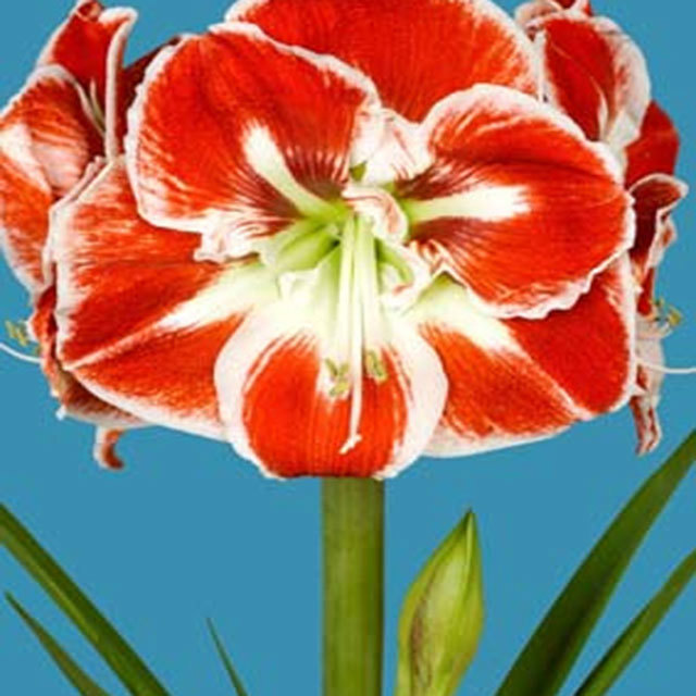 Hippeastrum Samba