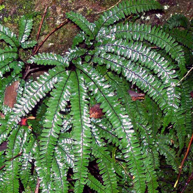 Adiantum hispidulum