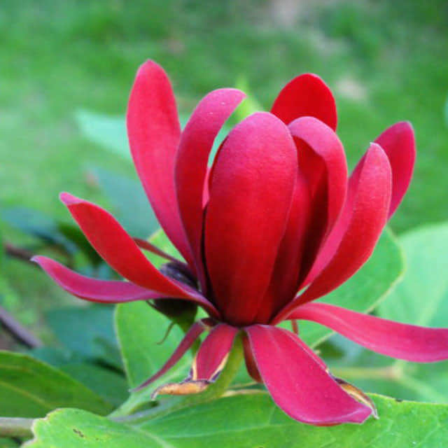 Calycanthus floridus