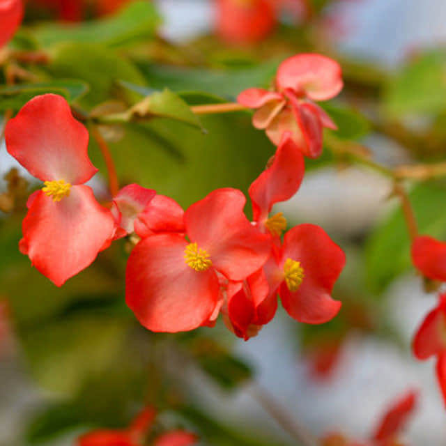 Begonia coccinea