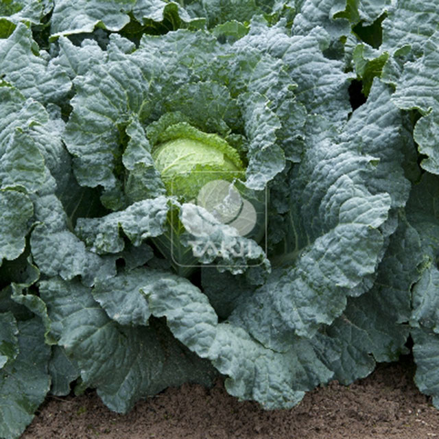 Savoy Cabbage Convoy F1 White Cottony Spots