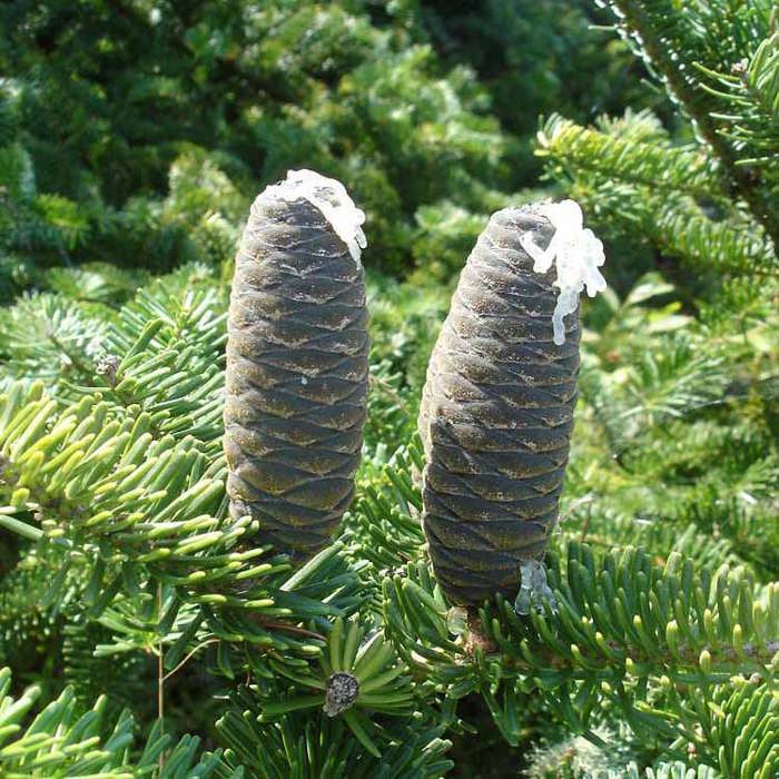 Abies balsamea