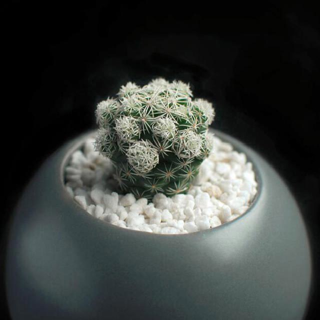 Mammillaria gracilis