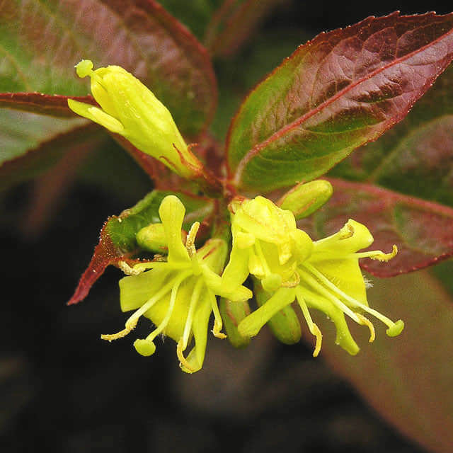Diervilla sessilifolia Butterfly