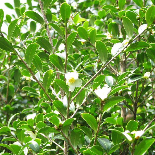 Camellia brevistyla