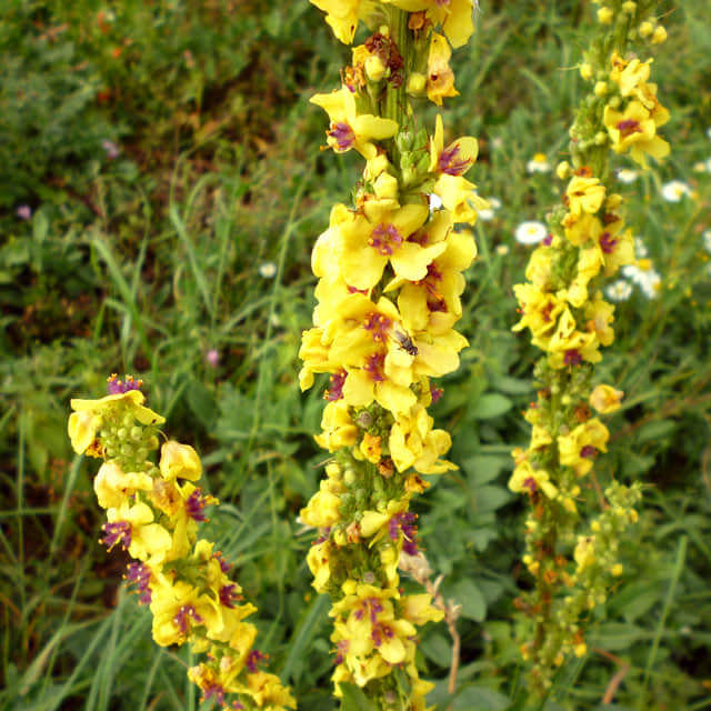 Verbascum nigrum