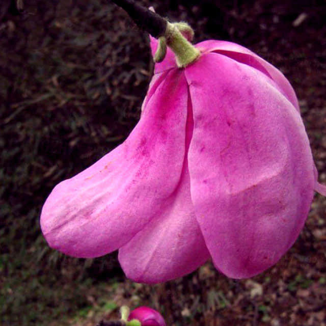 Magnolia sargentiana