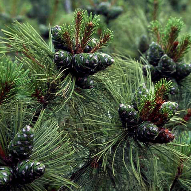 Pinus pumila