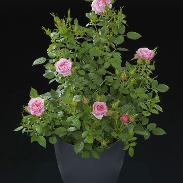 Mini Rose Rosa Terrazza Nena Fine Webbing