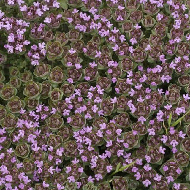 Thymus camphoratus White Powder