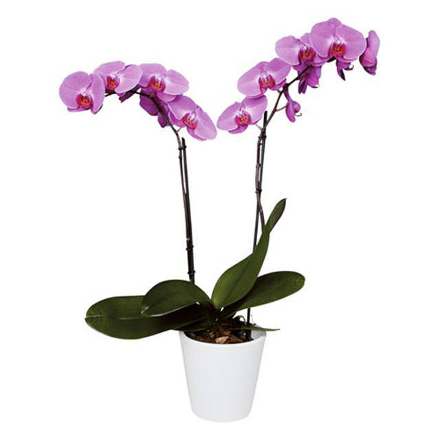 Phalaenopsis Kansas City