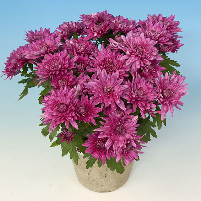 Chrysanthemum Mauricio Ragnatele sottili