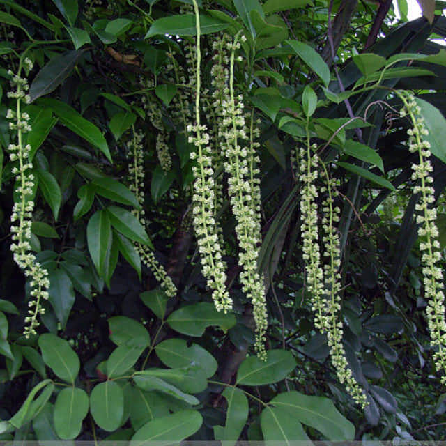 Itea ilicifolia