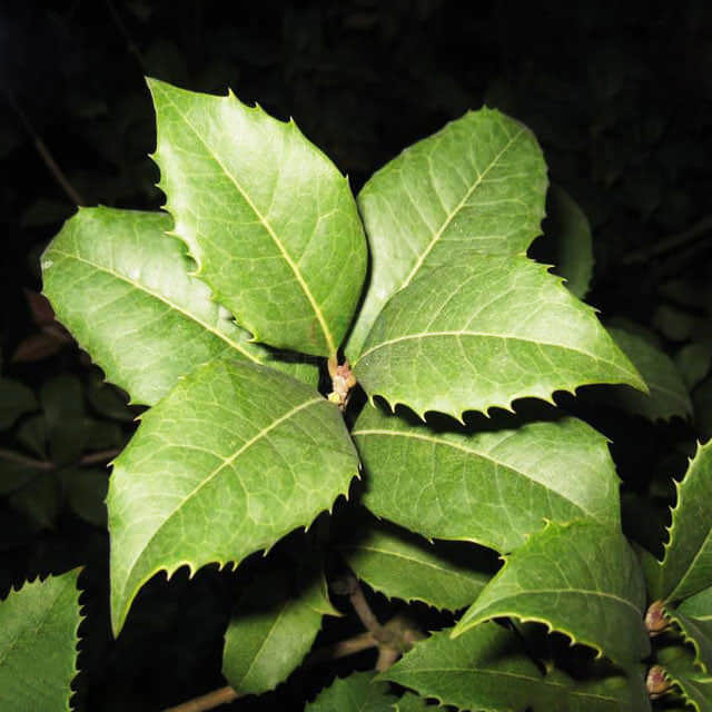 Osmanthus fortunei