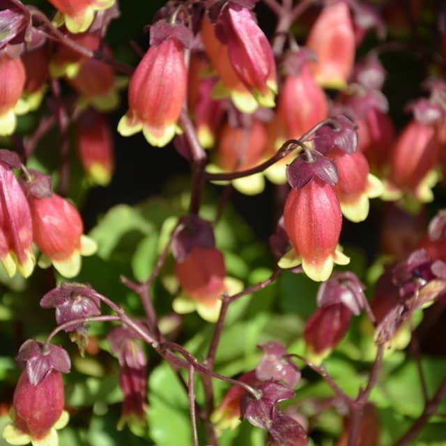 Bryophyllum manginii Drooping Leaves