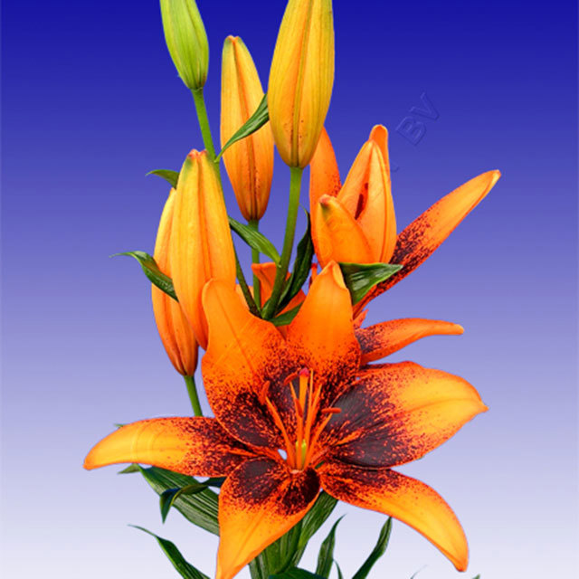 Lilium Tango Orange Art White Cottony Spots