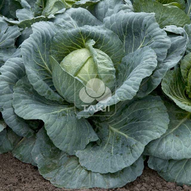 White Cabbage Shelta F1 Brown Leaf Tips