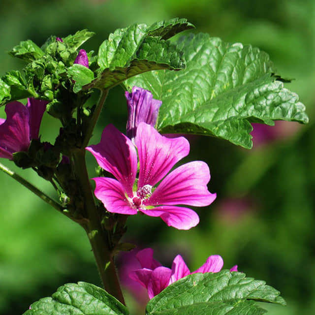 Malope trifida