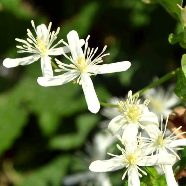 Clematis terniflora