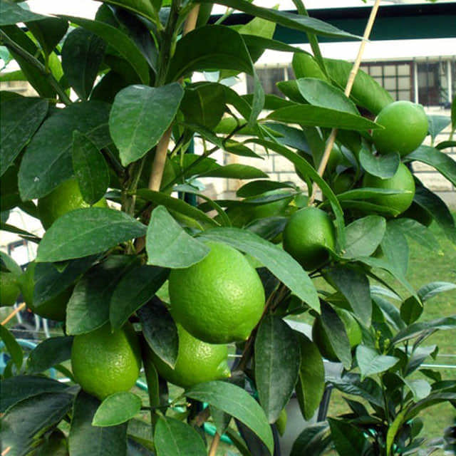 Citrus latifolia