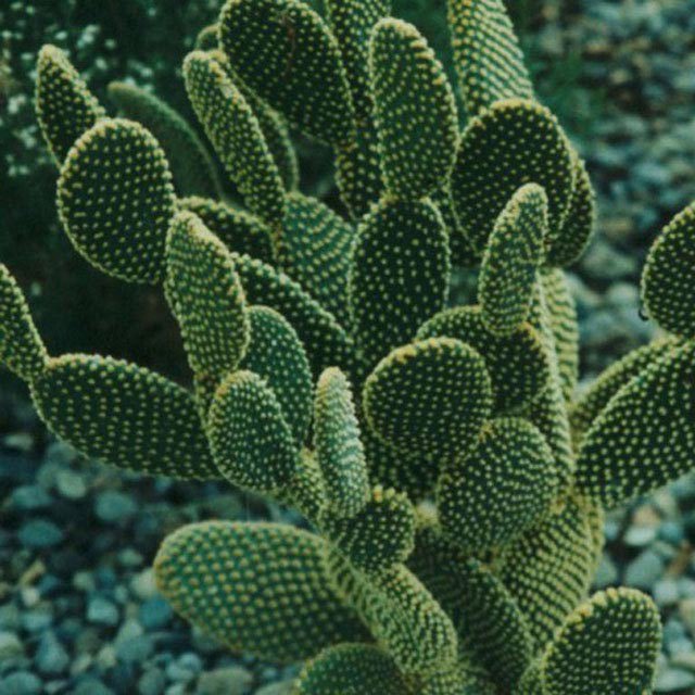 Opuntia