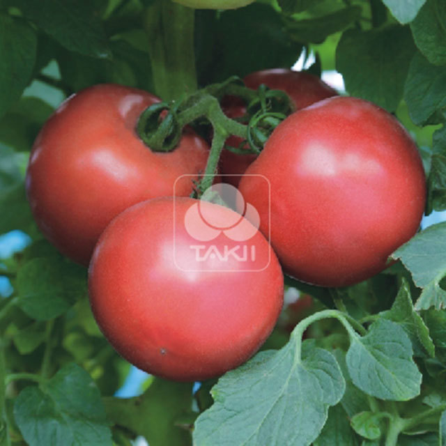 Tomato Pink Treat F1 Drooping Leaves