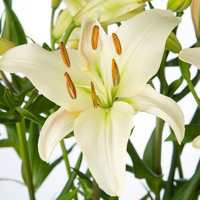 Lily Printal Sudden Leaf Drop