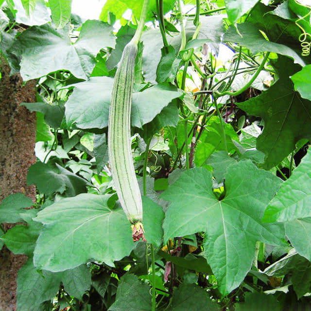 Luffa cylindrica