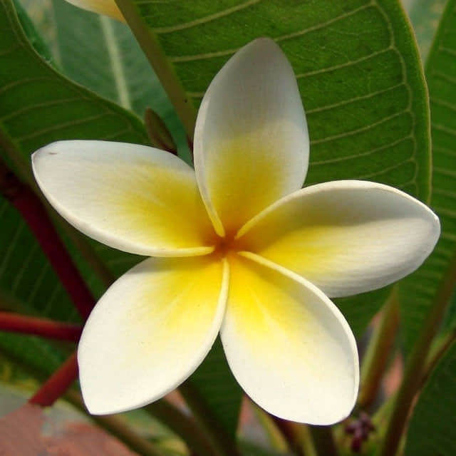 Plumeria alba