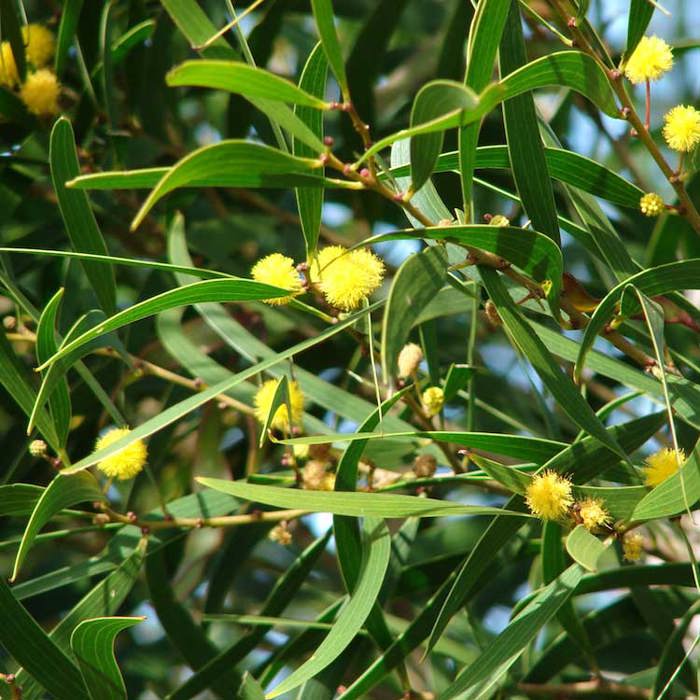 Acacia confusa