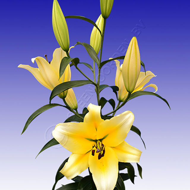 Lilium Yellow Pearl Macchie bianche cotonose