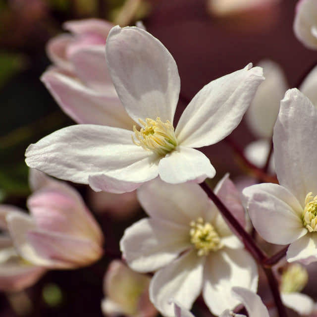 Clematis chrysocoma