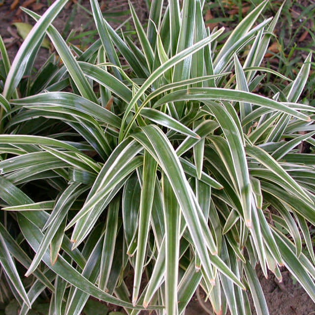Chlorophytum comosum Bichetii Brown Leaf Tips