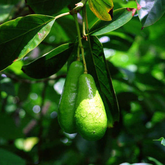 Persea americana
