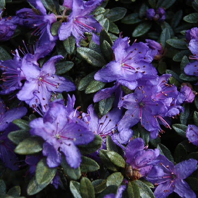 Rhododendron polycladum Fine Webbing